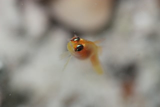 「ヒメニラミベニハゼ(シャープアイピグミーゴビー)」のサムネイル画像