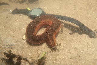 「クレナイオオイカリナマコ」のサムネイル画像