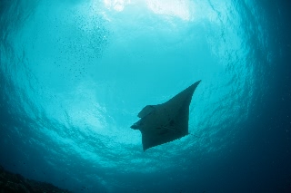 「ナンヨウマンタ」のサムネイル画像