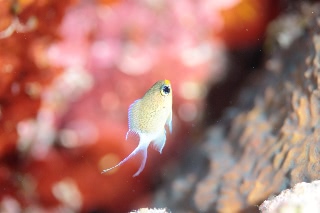 「マルスズメダイ」のサムネイル画像