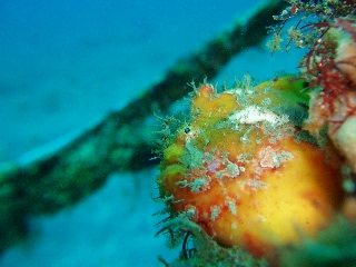 「ベニイザリウオ(ベニカエルアンコウ)」のサムネイル画像