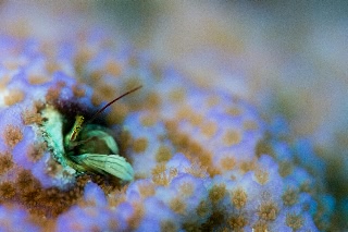 「カンザシヤドカリ(Coral Hermit Crab)」のサムネイル画像