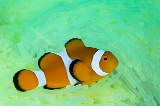 「カクレクマノミ(Western Clown Anemonefish)」のサムネイル画像