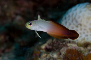 「ハタタテハゼ(Red fire Goby)」のサムネイル画像