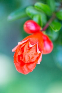 「ザクロ」のサムネイル画像