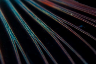 「ミノカサゴ」のサムネイル画像