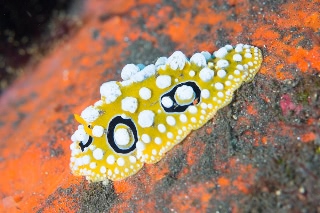 「キイロイボウミウシ」のサムネイル画像