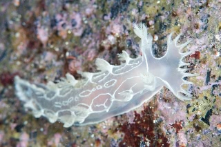 「シロホクヨウウミウシ」のサムネイル画像