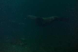 「トド」のサムネイル画像