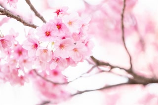 「ヨウコウザクラ(陽光桜)」のサムネイル画像