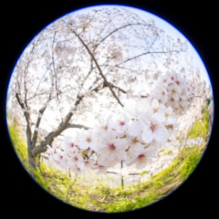 「ソメイヨシノ(染井吉野)」のサムネイル画像