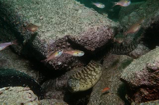 「ネンブツダイ」のサムネイル画像