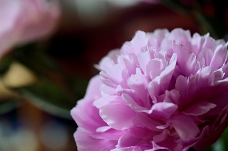 「シャクヤク(芍薬)」のサムネイル画像