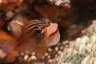 「キンセンイシモチ(Southern orange-lined cardinal fish)」のサムネイル画像