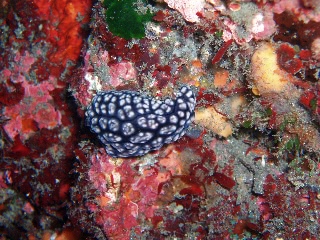 「コイボウミウシ」のサムネイル画像