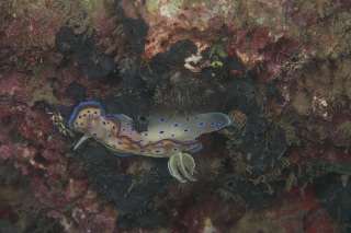 「オトヒメウミウシ」のサムネイル画像