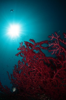 「無題」のサムネイル画像