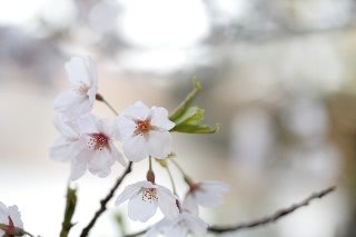 「ソメイヨシノ(染井吉野)」のサムネイル画像
