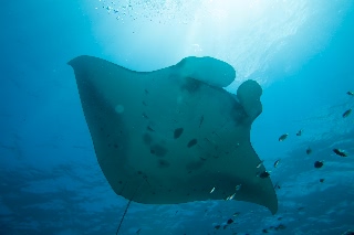 「ナンヨウマンタ」のサムネイル画像