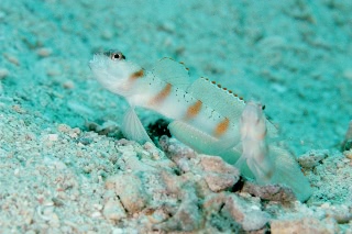 「red-margin shrimp-goby(レッドマージンシュリンプゴビー)」のサムネイル画像