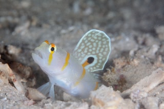 「ニチリンダテハゼ(Randall's prawn-goby)」のサムネイル画像