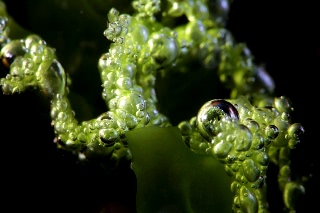 「アオサ」のサムネイル画像