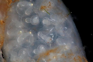 「ヤリイカの仲間」のサムネイル画像