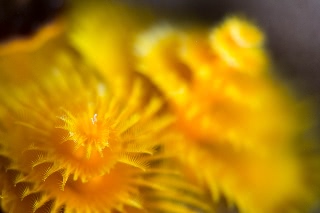 「イバラカンザシ(Christmas tree worm)」のサムネイル画像