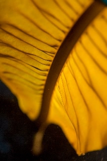 「チガイソ(エゾワカメ)」のサムネイル画像