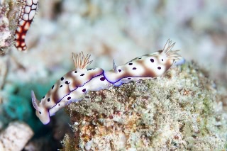 「マダライロウミウシ」のサムネイル画像