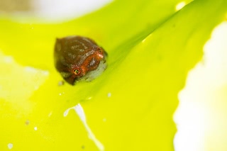 「ホテイウオ(ゴッコ)」のサムネイル画像