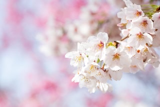 「ソメイヨシノ(染井吉野)」のサムネイル画像