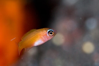 「無題」のサムネイル画像