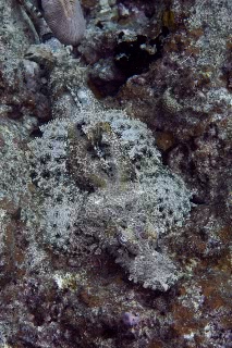 「エンマゴチ」のサムネイル画像