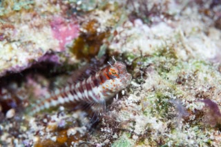 「モンツキカエルウオ」のサムネイル画像