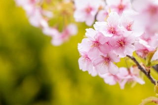 「カワヅザクラ(河津桜)」のサムネイル画像