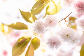 「ヤエザクラ」のサムネイル画像