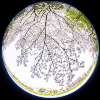 「ソメイヨシノ(染井吉野)」のサムネイル画像