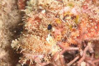 「カサゴの仲間」のサムネイル画像