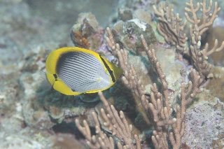 「アケボノチョウチョウウオ」のサムネイル画像