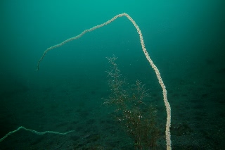 「ムチカラマツ」のサムネイル画像
