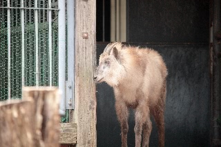 「ニホンカモシカ」のサムネイル画像