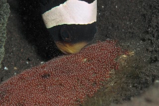 「クマノミ(Anemonefish)」のサムネイル画像