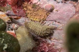 「グソクムシの仲間」のサムネイル画像