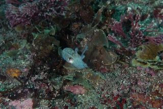 「ミミイカ」のサムネイル画像