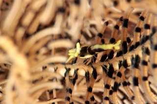 「バサラカクレエビ(アンボンクリノイドシュリンプ,ambon crinoid shrimp)」のサムネイル画像