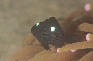 「ミツボシクロスズメダイ(Three-spot Humbug)」のサムネイル画像