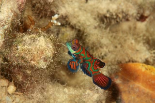 「ニシキテグリ(Mandarin Fish)」のサムネイル画像