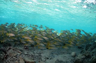 「ヨスジフエダイ」のサムネイル画像