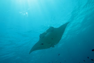 「ナンヨウマンタ」のサムネイル画像